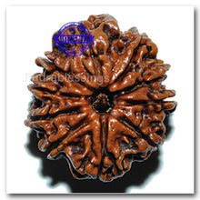 Load image into Gallery viewer, 10 Mukhi Nepalese Rudraksha - Bead No. 23