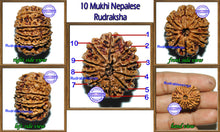 Load image into Gallery viewer, 10 Mukhi Nepalese Rudraksha - Bead No. 27