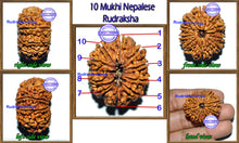 Load image into Gallery viewer, 10 Mukhi Nepalese Rudraksha - Bead No. 36