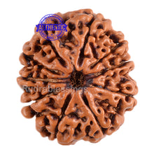 Load image into Gallery viewer, 10 Mukhi Nepalese Rudraksha - Bead No. 106