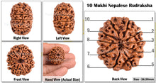Load image into Gallery viewer, 10 Mukhi Nepalese Rudraksha - Bead No. 106