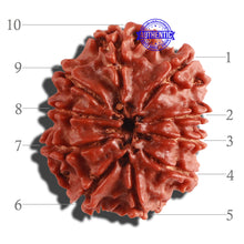 Load image into Gallery viewer, 10 Mukhi Nepalese Rudraksha - Bead No. 114