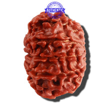 Load image into Gallery viewer, 10 Mukhi Nepalese Rudraksha - Bead No. 114