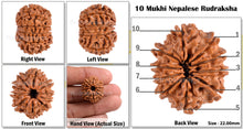 Load image into Gallery viewer, 10 Mukhi Nepalese Rudraksha - Bead No. 121