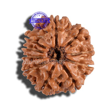 Load image into Gallery viewer, 10 Mukhi Nepalese Rudraksha - Bead No. 127
