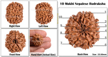 Load image into Gallery viewer, 10 Mukhi Nepalese Rudraksha - Bead No. 127