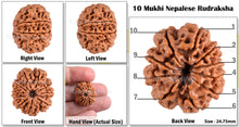 Load image into Gallery viewer, 10 Mukhi Nepalese Rudraksha - Bead No. 128