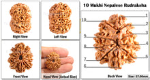 Load image into Gallery viewer, 10 Mukhi Nepalese Rudraksha - Bead No. 131