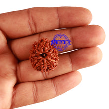 Load image into Gallery viewer, 10 Mukhi Nepalese Rudraksha - Bead No 145