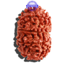 Load image into Gallery viewer, 10 Mukhi Nepalese Rudraksha - Bead No 145