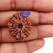 Load image into Gallery viewer, 10 Mukhi Nepalese Rudraksha - Bead No 19