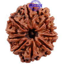 Load image into Gallery viewer, 10 Mukhi Nepalese Rudraksha - Bead No 19
