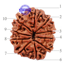 Load image into Gallery viewer, 10 Mukhi Nepalese Rudraksha - Bead No 19