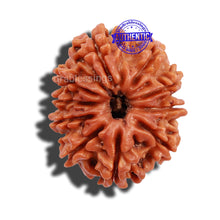 Load image into Gallery viewer, 10 Mukhi Nepalese Rudraksha - Bead No 202
