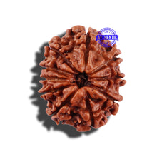 Load image into Gallery viewer, 10 Mukhi Nepalese Rudraksha - Bead No. 206
