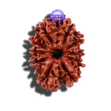 Load image into Gallery viewer, 10 Mukhi Nepalese Rudraksha - Bead No. 209