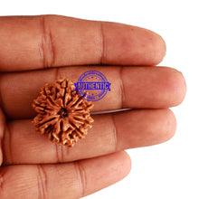 Load image into Gallery viewer, 10 Mukhi Nepalese Rudraksha - Bead No 214
