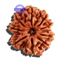 Load image into Gallery viewer, 10 Mukhi Nepalese Rudraksha - Bead No 214