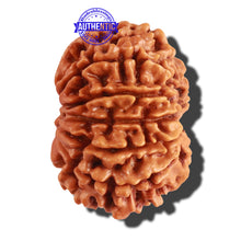 Load image into Gallery viewer, 10 Mukhi Nepalese Rudraksha - Bead No 214