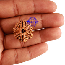 Load image into Gallery viewer, 10 Mukhi Nepalese Rudraksha - Bead No. 215