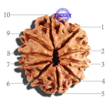 Load image into Gallery viewer, 10 Mukhi Nepalese Rudraksha - Bead No. 215
