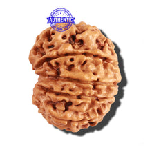 Load image into Gallery viewer, 10 Mukhi Nepalese Rudraksha - Bead No. 215
