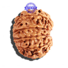 Load image into Gallery viewer, 10 Mukhi Nepalese Rudraksha - Bead No. 215