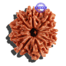 Load image into Gallery viewer, 10 Mukhi Nepalese Rudraksha - Bead No 216