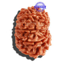 Load image into Gallery viewer, 10 Mukhi Nepalese Rudraksha - Bead No 216