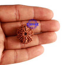 Load image into Gallery viewer, 10 Mukhi Nepalese Rudraksha - Bead No. 217