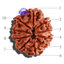 Load image into Gallery viewer, 10 Mukhi Nepalese Rudraksha - Bead No. 217