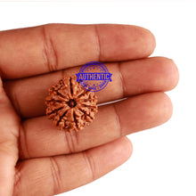 Load image into Gallery viewer, 10 Mukhi Nepalese Rudraksha - Bead No. 218