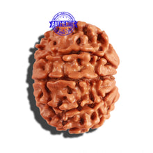 Load image into Gallery viewer, 10 Mukhi Nepalese Rudraksha - Bead No. 218