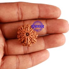 Load image into Gallery viewer, 10 Mukhi Nepalese Rudraksha - Bead No. 219