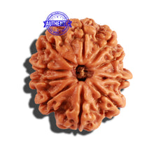 Load image into Gallery viewer, 10 Mukhi Nepalese Rudraksha - Bead No. 219
