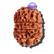 Load image into Gallery viewer, 10 Mukhi Nepalese Rudraksha - Bead No. 220