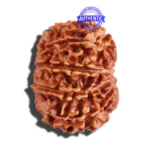 Load image into Gallery viewer, 10 Mukhi Nepalese Rudraksha - Bead No. 220