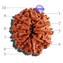 Load image into Gallery viewer, 10 Mukhi Nepalese Rudraksha - Bead No. 221