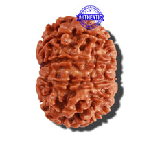 Load image into Gallery viewer, 10 Mukhi Nepalese Rudraksha - Bead No. 221