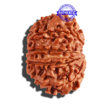 Load image into Gallery viewer, 10 Mukhi Nepalese Rudraksha - Bead No. 221