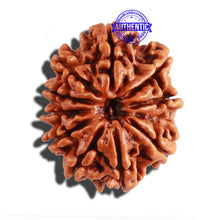 Load image into Gallery viewer, 10 Mukhi Nepalese Rudraksha - Bead No. 222