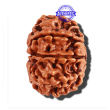 Load image into Gallery viewer, 10 Mukhi Nepalese Rudraksha - Bead No. 222