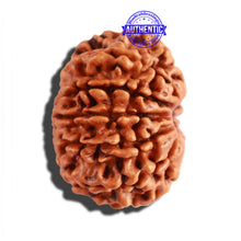 Load image into Gallery viewer, 10 Mukhi Nepalese Rudraksha - Bead No. 222