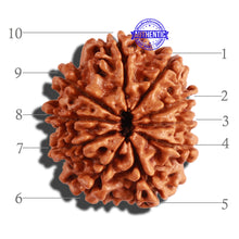 Load image into Gallery viewer, 10 Mukhi Nepalese Rudraksha - Bead No. 223
