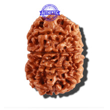 Load image into Gallery viewer, 10 Mukhi Nepalese Rudraksha - Bead No. 223