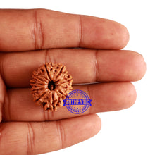 Load image into Gallery viewer, 10 Mukhi Nepalese Rudraksha - Bead No. 224