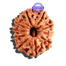 Load image into Gallery viewer, 10 Mukhi Nepalese Rudraksha - Bead No. 224