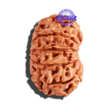 Load image into Gallery viewer, 10 Mukhi Nepalese Rudraksha - Bead No. 224