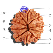Load image into Gallery viewer, 10 Mukhi Nepalese Rudraksha - Bead No. 226