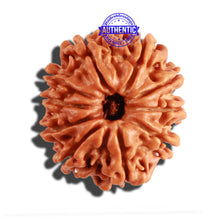 Load image into Gallery viewer, 10 Mukhi Nepalese Rudraksha - Bead No. 227